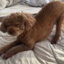 봉포레이크글램핑&오토캠핑장 이미지