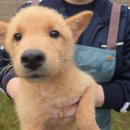 청주시 반려동물보호센터 | [유기견 봉사 후기] 청주반려동물보호센터