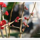 안산 식물원 이미지