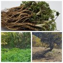 전호농장 이미지