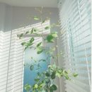 나만의 그린 인테리어 이미지