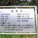 창원시 마산합포구 진전면 여왕리 400년 松 이미지