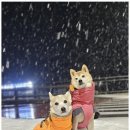 굿데이독 케어센터 이미지