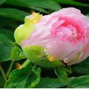 글로벌 행정심판 사무소 이미지