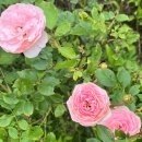 장미정원 이미지