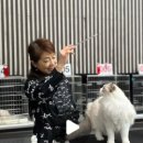 마론도리스(Marondollis) 이미지