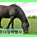 제주다정여행사