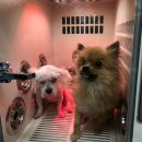 Just Grooming 이미지