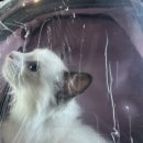 고양이미용 반하나캣 이미지