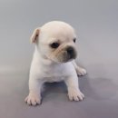 호야펫 구리점 이미지