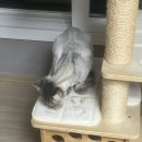 봄이오냥 이미지