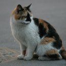 살구라는 이름의 고양이