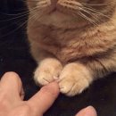 제이드치킨 이미지