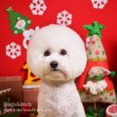 동동 애견 미용 이미지