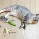 뭉치, 그루밍 이미지