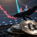 하이고래 이미지