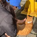 도리스 파티세리 | 속초여행 1박2일 에그타르트 디저트 맛집 속초 중앙시장 도리스파티세리 예약 후기 본점 픽업