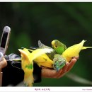 [아산/세계꽃식물원] 앵무새의 재롱잔치 이미지