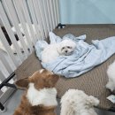 쉬다가개 애견호텔유치원 이미지