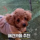 또행운 | 강아지랑 가기 좋은 서울근교 애견카페 BEST 3 (행운이 리얼 후기)📝