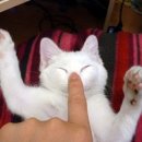 코코코 Daum카페