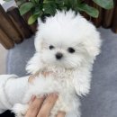 앙쥬펫강아지분양은평구점