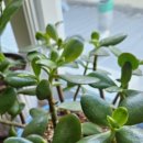 월배로 97길 이미지