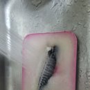 고등어아가씨 이미지