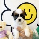 베베독 강아지분양 대구본점 이미지