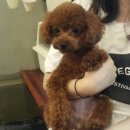 퍼펫 애견카페 이미지