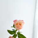 수련플라워 이미지