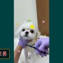 효령로49길 57 (6) | 대구 반려동물비용 애견미용 강아지 고양이 아르몽 반려동물 안전 최우선 관리