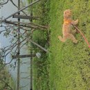 코코랑 | 가을 산책하기 딱! 중대 물빛공원 코코랑 다녀온 생생 후기🌿🐶