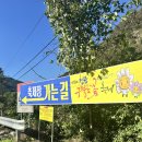 제42회 장애인의 날 기념식 및 어울림 축제 | 정읍 구절초 꽃축제 2025 일정. 프로그램. 입장료 총정리 l 전북 가을여행지 추천