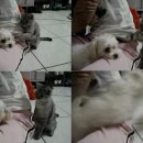 하룻 강아지 이미지