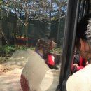 글라스스토리 문경점 | 상냥한 글라스스토리 문경점 품선생 가족나들이 / 대전오월드 대전동물원 아프리카사파리 한국호랑이...