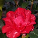 레드플라워(RED FLOWER) 이미지