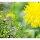 민들레산업 이미지