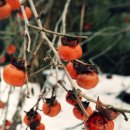 구룡장어식당 이미지