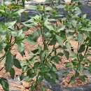 동천농장 이미지