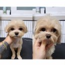 마이핫독 이미지