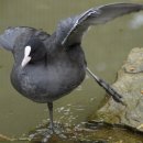 귀뚜라미경동린나이보일러 이미지