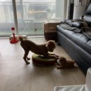 열린안경신음점 | 38주5일차 임산부, 양수터짐, 입원, 출산후기