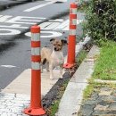 마포에서 실종된 강아지를 찾습니다! 믹스견/암컷/서울시 마포구 망원시장 인근에서 실종! 이미지