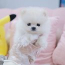 내품안의반려견 노원점 이미지