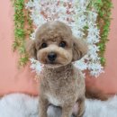 얼렁오시개 이미지