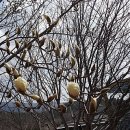 목련민박 이미지