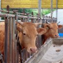 평창 대하리 전통가옥 이미지