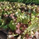 풍년농약사 이미지