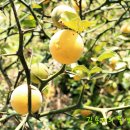 죽림5로 이미지